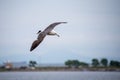 Single seagull flying in a sky as a background Royalty Free Stock Photo