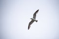 Single seagull flying in a sky as a background Royalty Free Stock Photo