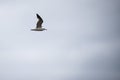 Single seagull flying in a sky as a background Royalty Free Stock Photo