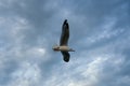 Single seagull flying in a sky as a background at Bangpoo Royalty Free Stock Photo