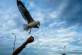 Single seagull flying in a sky as a background at Bangpoo