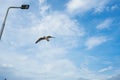 Single seagull flying in a sky as a background at Bangpoo Royalty Free Stock Photo