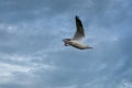 Single seagull flying in a sky as a background at Bangpoo Royalty Free Stock Photo