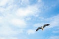 Single seagull flying in a sky as a background at Bangpoo Royalty Free Stock Photo