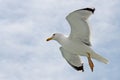 Single seagull flying in a sky as a background