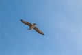 Single seagull flying in a sky as a background. Royalty Free Stock Photo