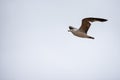 Single seagull flying in a sky as a background Royalty Free Stock Photo