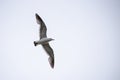 Single seagull flying in a sky as a background Royalty Free Stock Photo