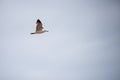 Single seagull flying in a sky as a background Royalty Free Stock Photo