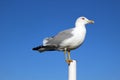 Single seagull with folded wings and closed beak against blue sky Royalty Free Stock Photo