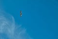 A single seagull is freely flying on bird and open sky. Royalty Free Stock Photo