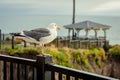 Single seagull on a metal fence by the ocean Royalty Free Stock Photo