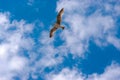 Single seagull flying on top of my head under the bright blue cloudy sky Royalty Free Stock Photo