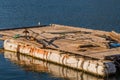 Single seagull perched at the end of a wooden pier Royalty Free Stock Photo