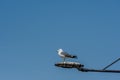Single seagull perched on top of street light Royalty Free Stock Photo