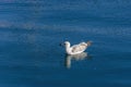 Single seagull reflection on the sea surface Royalty Free Stock Photo