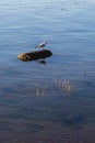 a single seagull resting on a log surrounded by calm water at the coast Royalty Free Stock Photo