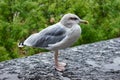 Seabird seagull standing on the sangar. Royalty Free Stock Photo