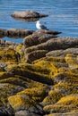 Single Seagull sits on the rocks with lichens.