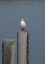 Single seagull sitting on a pole