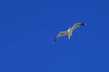Single seagull spreading its wings flying in the sky Royalty Free Stock Photo
