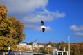 Single seagull spreading its wings flying in the sky Royalty Free Stock Photo