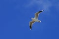 Single seagull spreading its wings flying in the sky Royalty Free Stock Photo