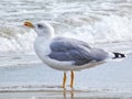 Single seagull standing on the beach in the water. Sea birds photography, vacation wallpaper