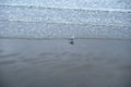 Single Seagull Standing at the Edge of Waves on a Sandy Beach Royalty Free Stock Photo