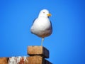 Single seagull standing on one feet on blue sky background. Sea birds, nature wallpaper