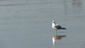 Single seagull standing on wet beach preening