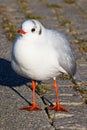 Single seagull stands perched on a brick surface