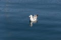 Single seagull swimming on the blue sea Royalty Free Stock Photo