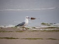 Seagull walking along the beach shoreline