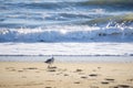 Single seagull walking on sand