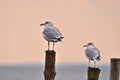 Single Seagulls, close up,  sitting on a pole in beautiful pastel pink light at the shore Royalty Free Stock Photo