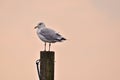 Single Seagulls, close up,  sitting on a pole in beautiful pastel pink light at the shore Royalty Free Stock Photo