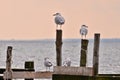 Single Seagulls, close up,  sitting on a pole in beautiful pastel pink light at the shore Royalty Free Stock Photo