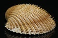 Single seashell of bivalvia on black background