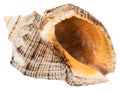 Single seashell