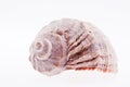 Single seashell isolated on white background Royalty Free Stock Photo