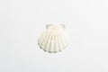 Single seashell isolated on white background Royalty Free Stock Photo