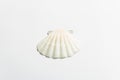 Single seashell isolated on white background Royalty Free Stock Photo