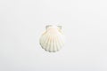 Single seashell isolated on white background Royalty Free Stock Photo