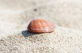 Single seashell lying on the waves of sand - nature background Royalty Free Stock Photo