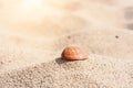 Single seashell lying on the waves of sand - nature background Royalty Free Stock Photo