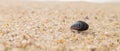 Single seashell, mussel shell lying on sandy beach. Shallow depth of field with space on left. Royalty Free Stock Photo