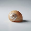 The shell s texture appears polished, highlighting its concentric ridges Royalty Free Stock Photo
