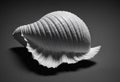 single seashell resting on a plain black background Royalty Free Stock Photo