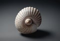 single seashell resting on a plain black background Royalty Free Stock Photo